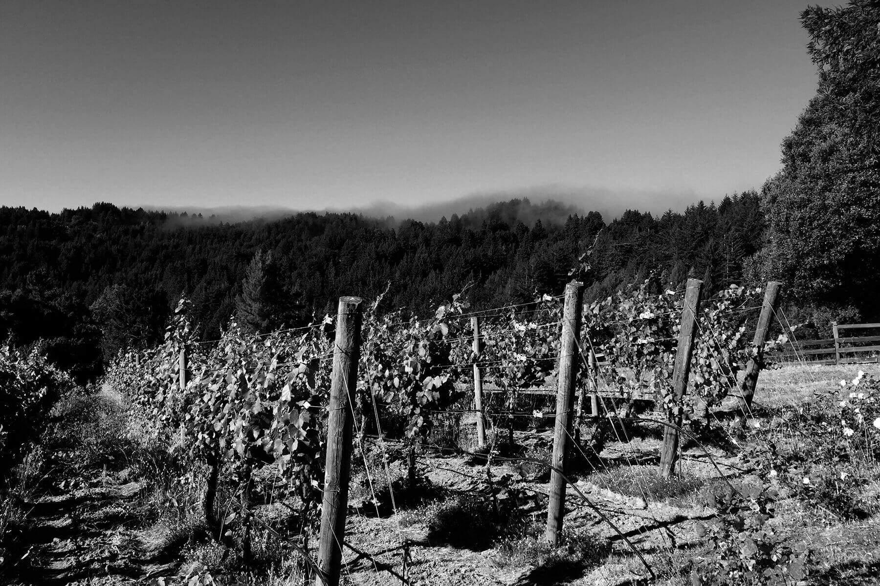 wine vineyard black and white