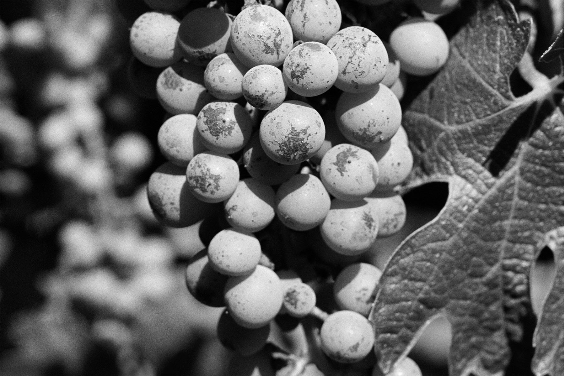 close up of wine grapes on vine at vineyard
